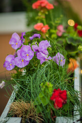 Delicate purple and red flowers flourish in a charming planter, creating a lively garden atmosphere