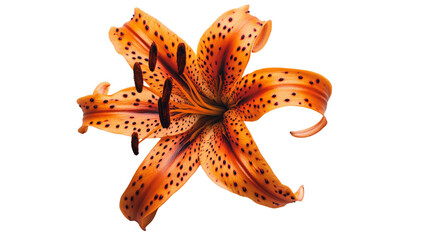 Vibrant orange lily flower close-up natural environment macro photography botanical beauty