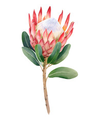 King Protea in Bloom