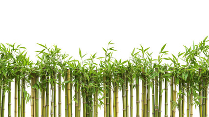 Obraz premium Bamboo growth in tranquil nature scene lush environment close-up perspective symbol of strength and flexibility