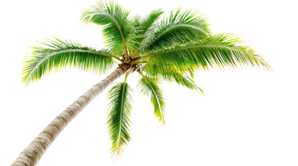 Lush palm trees reaching for the sky tropical paradise nature photography bright and airy upward perspective serenity captured