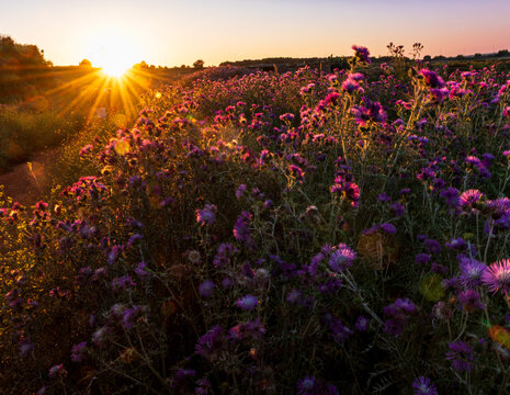 Champ de chardons &agrave; contre jour de la lumi&egrave;re du soleil couchant dans la r&eacute;gion d'Otrante, Italie