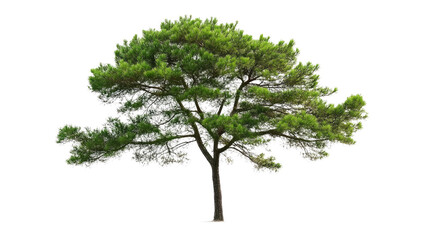 Tree in nature isolated pine tree outdoor environment natural setting minimalist perspective serenity concept for seo impact