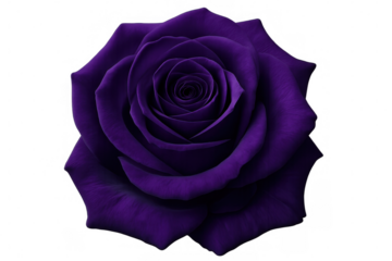 Vivid purple rose blossom displaying intricate petal layers, fully open against transparent backdrop, highlighting botanical beauty