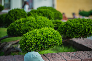 Lush green shrubs with unique shapes add tranquility to a vibrant garden, perfect for relaxation