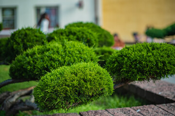 Small, meticulously shaped bushes create a calming atmosphere in a bustling garden setting