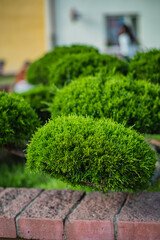 Vibrant bonsai trees display their lush foliage in a serene garden, inviting peace and reflection