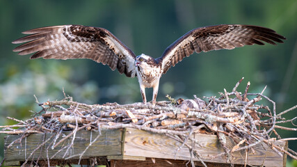 Osprey