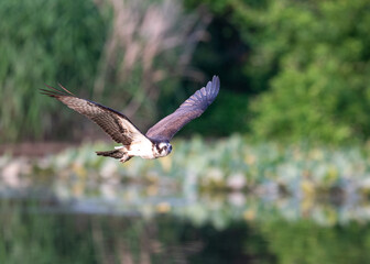 Osprey