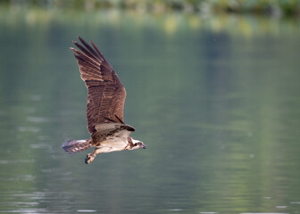 Osprey