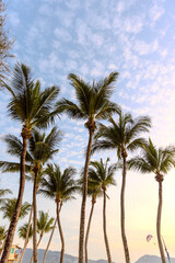 Obraz premium Palm trees swaying in the wind at Patong Beach in the island Phuket Thailand colourful clouds in light blue skies sunset sunrise
