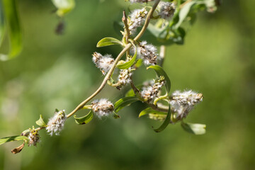 The twisted willow (Salix erythroflexuosa)