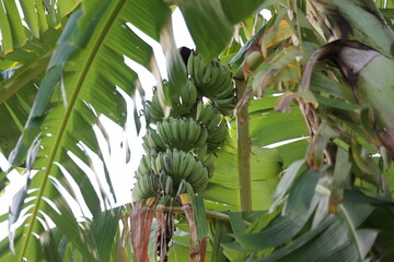 banana tree with banana fruits in the garden in ramanathapuram, rameshwaram, madurai, tamilnadu, India, asia 