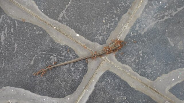 A group of industrious red ants cooperatively carry a lizard's tail across textured ground, showcasing incredible teamwork and nature's tenacious struggle for survival in detailed close-up image