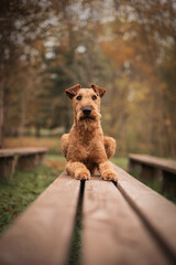 Irish terrier on the bench in the park