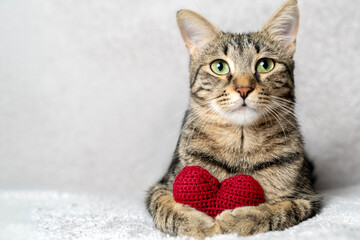Red knitted heart in the paws of a cat. a gray and black fluffy cat for Valentine's Day or...