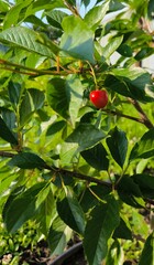 red cherries on a tree