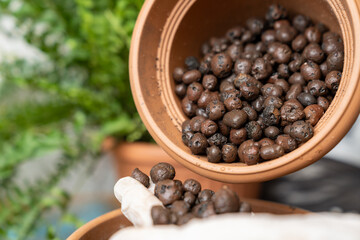 Gardener wearing gloves adding clay pebbles to flower pot for improved drainage and aeration,...