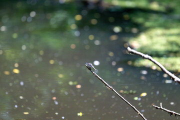 Colorful kingfisher perched on a branch by a serene river during bright daylight