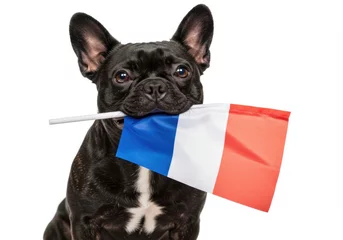 Gardinen French bulldog holds french flag isolated on white background © Habibur