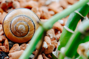 Snail shell among pebbles and houseplant stems. Close-up of an empty snail shell on small pebbles, with green plant stems in the background.