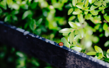 Ladybug walking along a garden fence in spring greenery. Macro of a ladybug on a black fence, surrounded by vivid green leaves in natural spring sunlight.