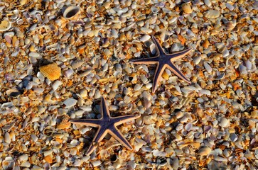 starfish on the beach