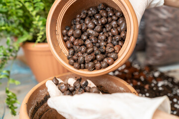 Gardener wearing gloves adding clay pebbles to flower pot for improved drainage and aeration,...