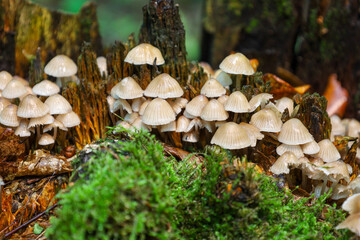 This photograph displays a colony of light-colored mushrooms growing on an old tree stump,...