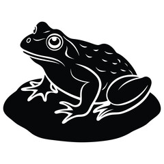frog on a white background