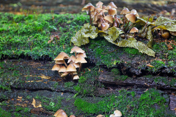 This photograph showcases the natural world, with mushrooms growing on a moss-covered log. The damp wood and lush greenery create a dynamic texture and convey the serene atmosphere of a forest environ