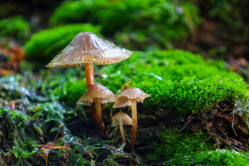 This enchanting forest scene showcases a group of mushrooms emerging from lush, vibrant green moss. The damp surfaces of the fungi and their surroundings evoke a sense of freshness and natural beauty,