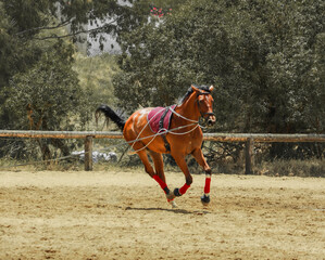 Harmony and Discipline: Horse Trainer Working in the Stable
