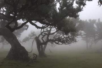 Fotobehang Betoverde Bos ancien foggy enchanted Fanal forest in Madeira Island  © Catarina