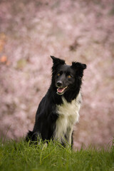 Spring portrait of dog in nature. He is so cute in the nature. He has so lovely face	
