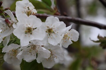 cherry tree blossom