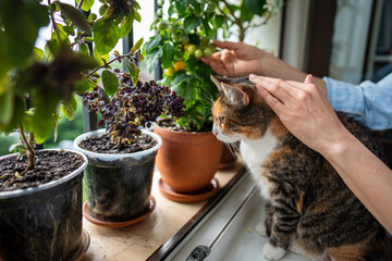 Curious cat exploring windowsill home garden with potted purple basil, ripening cherry tomatoes....
