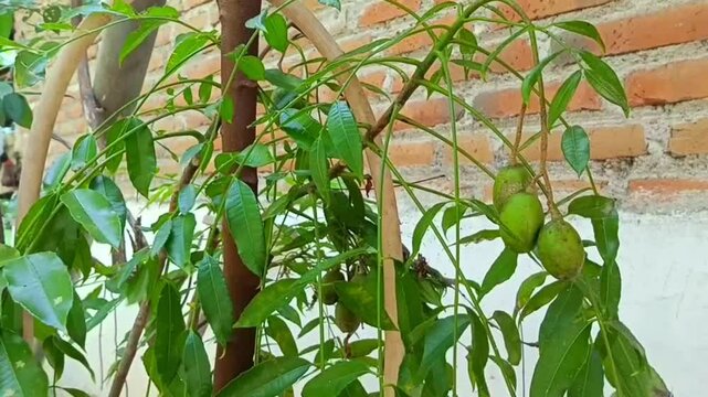 The kedondong fruit plant bears very heavy fruit.