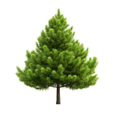 Lush green pine tree isolated on black background