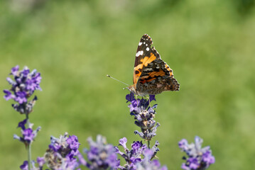 Painted Lady (Vanessa cardui) butterfly perched on lavender in Zurich, Switzerland