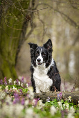 Spring portrait of dog in nature. He is so cute in the nature. He has so lovely face