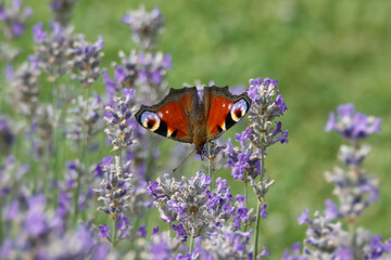 European peacock butterfly (Aglais io) perched on lavender in Zurich, Switzerland