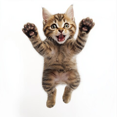 Bouncing Tabby Kitten in Mid-Jump