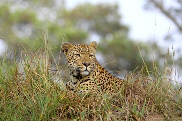 Side view of a resting leopard in tall grass, looking away with alert focus in natural African landscape.