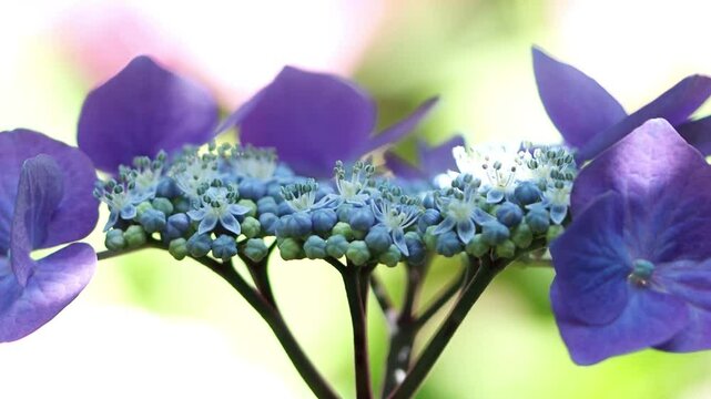 purple petals of a hydrangea, lilac hydrangea in full bloom, hoverflies on beautiful purple flowers, light violet flowers blowing gently in the wind, Hydrangeaceae, insects on pollen pistils