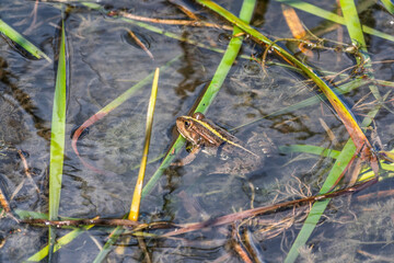 A large green frog sits in the marsh.