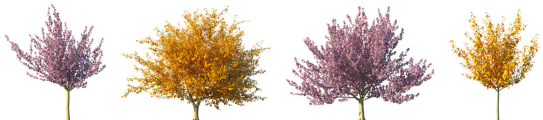 Set of Prunus serrulata Kanzan (Kwanzan or Sekiyama) spring and autumn frontal street trees isolated png on a transparent background perfectly cutout	