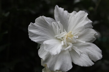 White Hibiscus flower in the garden.