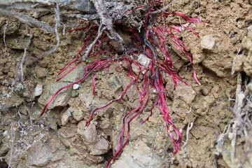 Root, root cap, root hair and Vibrant Red Roots Against Brown Soil.