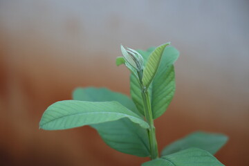 close up of green guava leaves in the garden in ramanathapuram, rameshwaram, madurai, tamilnadu, india, asia 